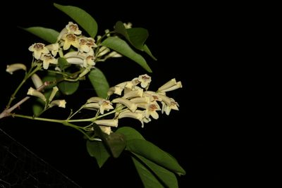 Pandorea floribunda, photographed by Greg Tasney