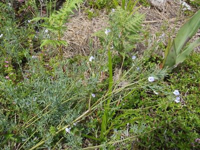 Psoralea triflora, photographed by Nicola van Berkel