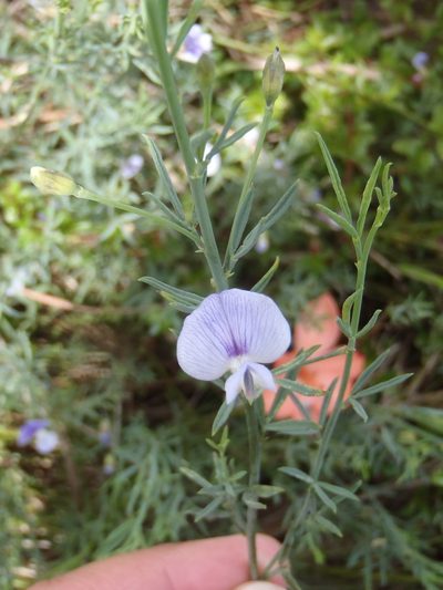 Psoralea triflora, photographed by Nicola van Berkel