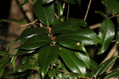 Celastrus subspicatus, photographed by Greg Tasney