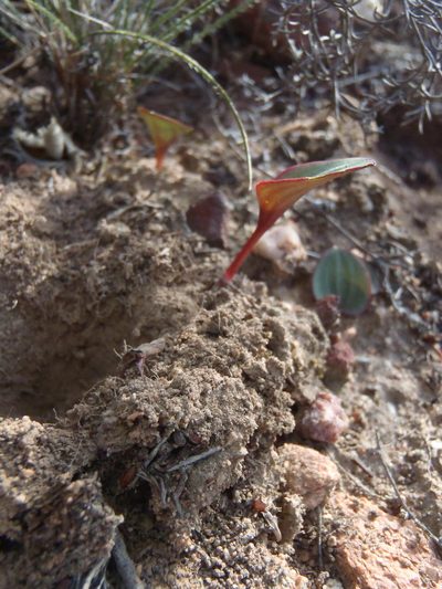 Eriospermum cordiforme, photographed by Nicola van Berkel
