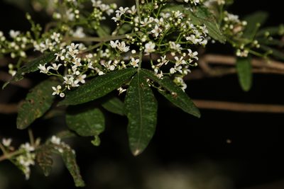 Zieria gymnocarpa, photographed by Greg Tasney
