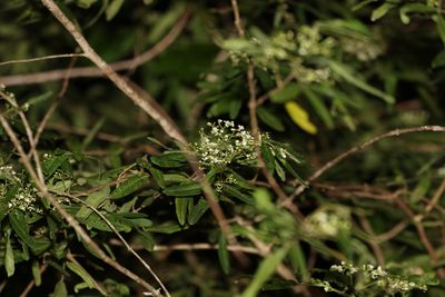 Zieria gymnocarpa, photographed by Greg Tasney