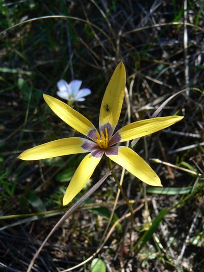 Pauridia canaliculata, photographed by Jacques van der Merwe