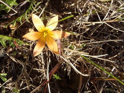 Romulea setifolia, photographed by Nicola van Berkel