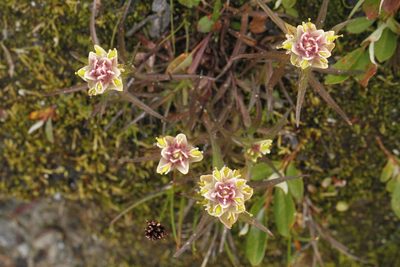 Castilleja occidentalis, photographed by J Straka