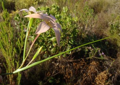 Romulea dichotoma, photographed by Nicola van Berkel