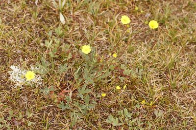 Potentilla glaucophylla, photographed by J Straka