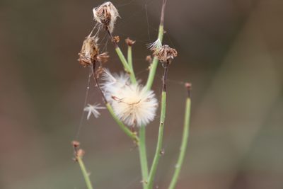 Chloracantha spinosa, photographed by Millie Basden