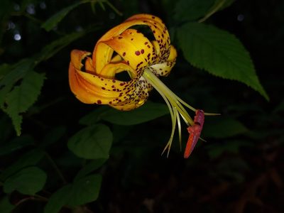 Lilium michauxii, photographed by the swamp ass