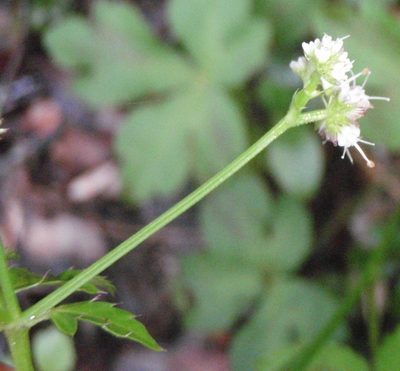 Sanicula elata, photographed by Nicola van Berkel