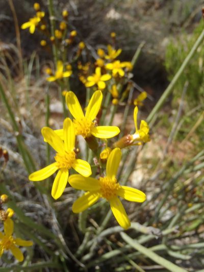 Senecio junceus, photographed by Nicola van Berkel