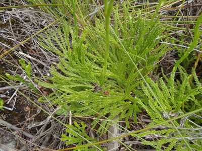 Diphasiastrum zanclophyllum, photographed by Nicola van Berkel
