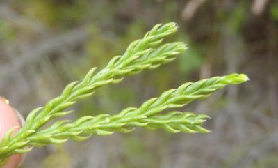 Diphasiastrum zanclophyllum, photographed by Nicola van Berkel