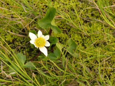 Caltha leptosepala, photographed by J Straka
