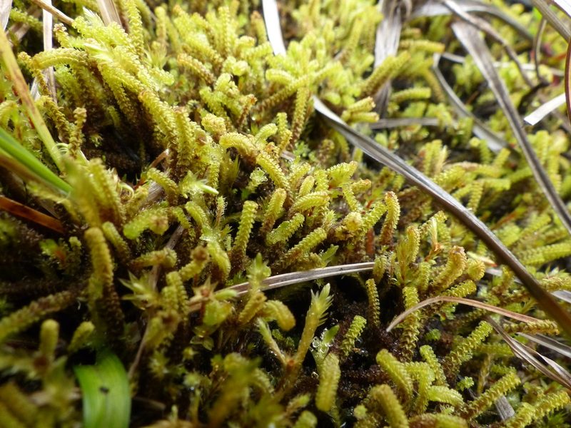 Paludella squarrosa, photographed by J Straka