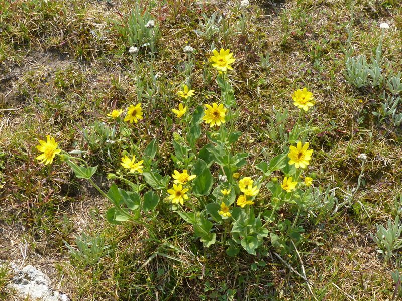 Arnica mollis, photographed by J Straka