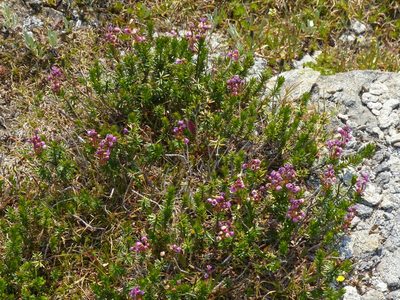 Phyllodoce empetriformis, photographed by J Straka