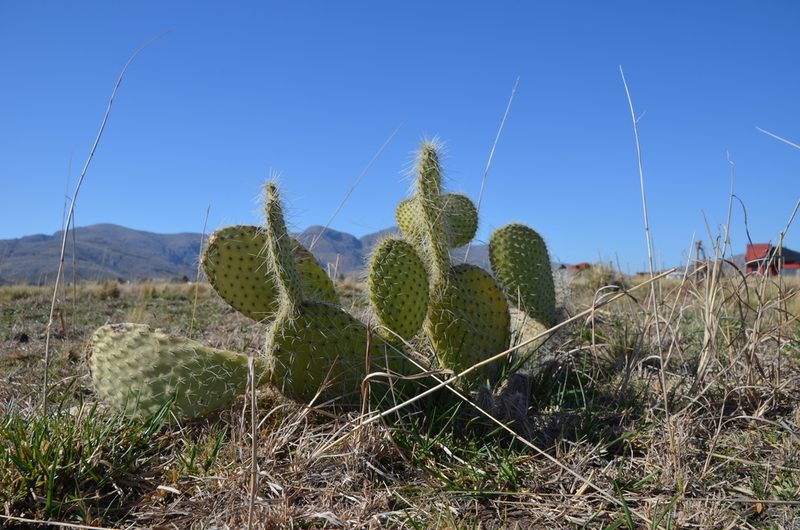 Opuntia pycnantha, photographed by Lauu