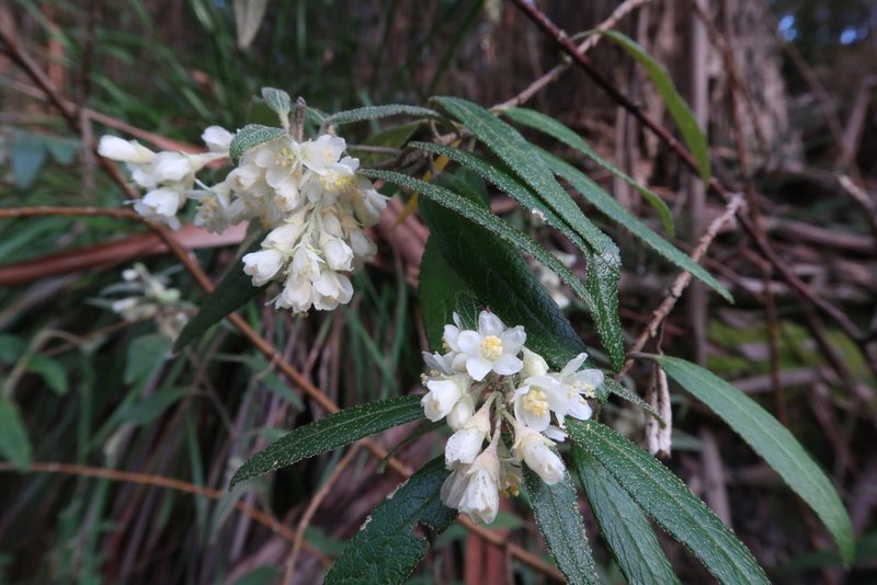 Asterotrichion discolor, photographed by Cowirrie