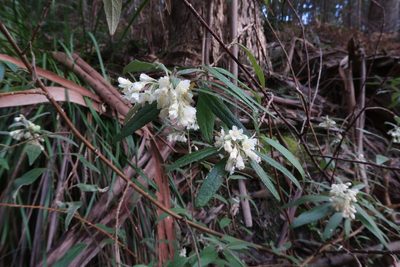 Asterotrichion discolor, photographed by Cowirrie