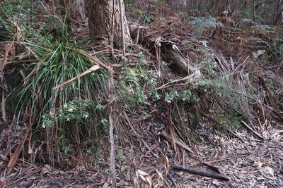 Asterotrichion discolor, photographed by Cowirrie