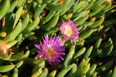 Carpobrotus rossii, photographed by Cowirrie