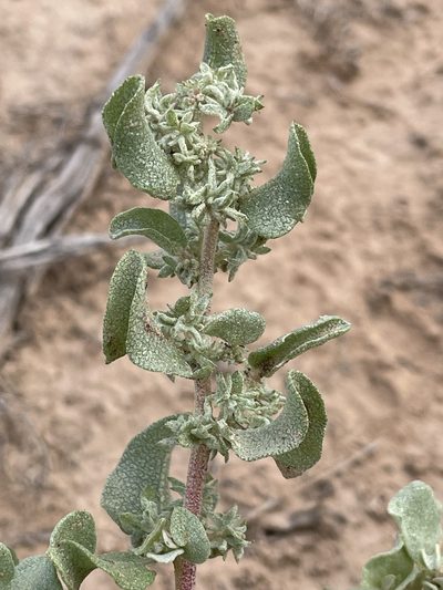 Atriplex saccaria, photographed by Bobby McCabe