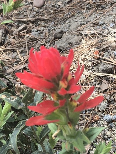 Castilleja martini, photographed by Marc Whitaker