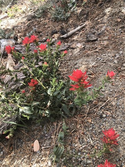 Castilleja martini, photographed by Marc Whitaker