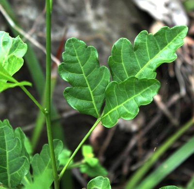 Allophylus decipiens, photographed by Tony Rebelo