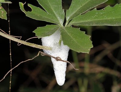 Cyphostemma puberulum, photographed by Wynand Uys