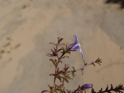 Wahlenbergia thunbergii, photographed by Nicola van Berkel