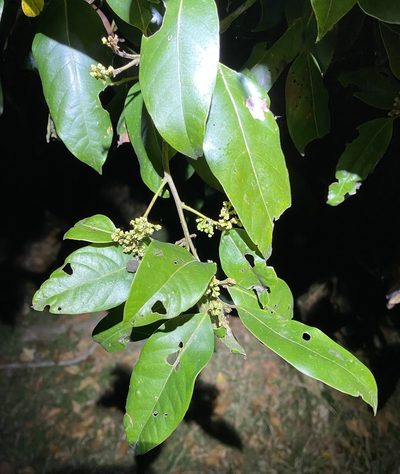 Cryptocarya glaucescens, photographed by Greg Tasney