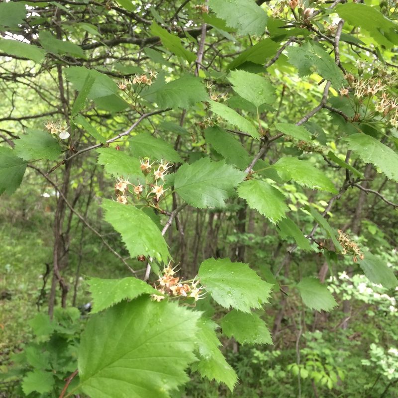 Crataegus fretalis, photographed by Étienne Lacroix-Carignan