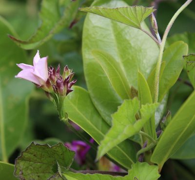 Convolvulus farinosus, photographed by Tony Rebelo