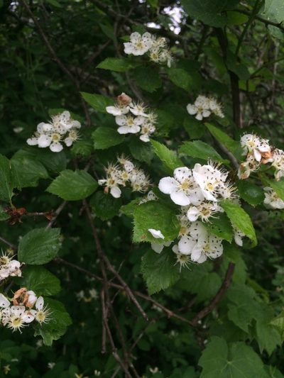 Crataegus suborbiculata, photographed by Étienne Lacroix-Carignan