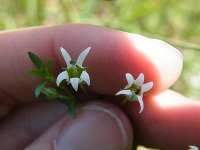 Lobelia sonderiana, photographed by Antoinette Eyssell Knox