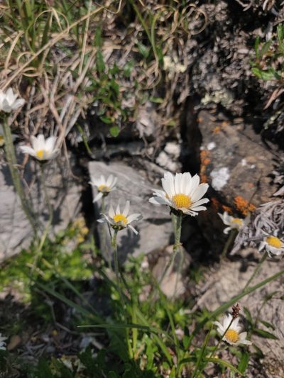 Arctanthemum integrifolium, photographed by Julia Carr