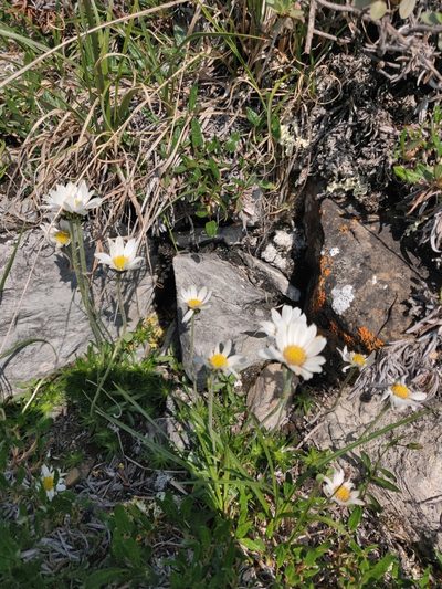 Arctanthemum integrifolium, photographed by Julia Carr