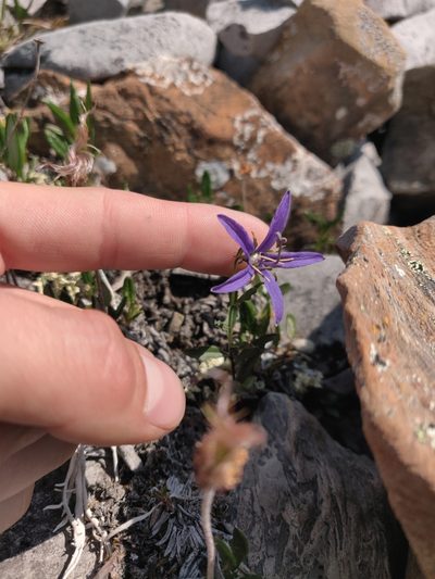 Campanula aurita, photographed by Julia Carr