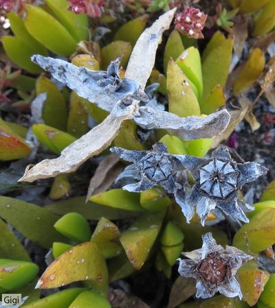 Ruschia promontorii, photographed by Chris Vynbos