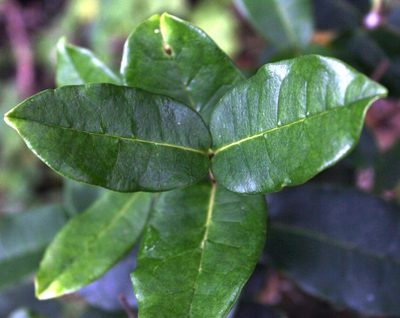 Noronhia foveolata, photographed by Tony Rebelo