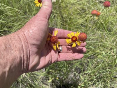 Gaillardia pinnatifida, photographed by CK2AZ