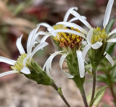 Eurybia radulina, photographed by Irene