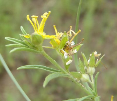 Vahlia capensis, photographed by Nicola van Berkel