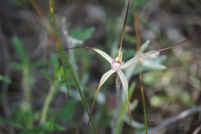 Caladenia varians, photographed by John Van Den Nouwelant
