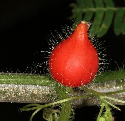 Kedrostis foetidissima, photographed by Wynand Uys