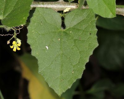Kedrostis foetidissima, photographed by Wynand Uys