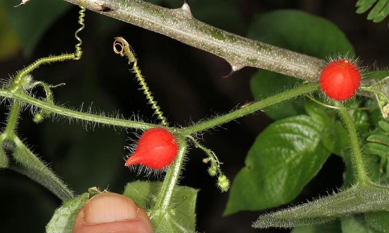 Kedrostis foetidissima, photographed by Wynand Uys